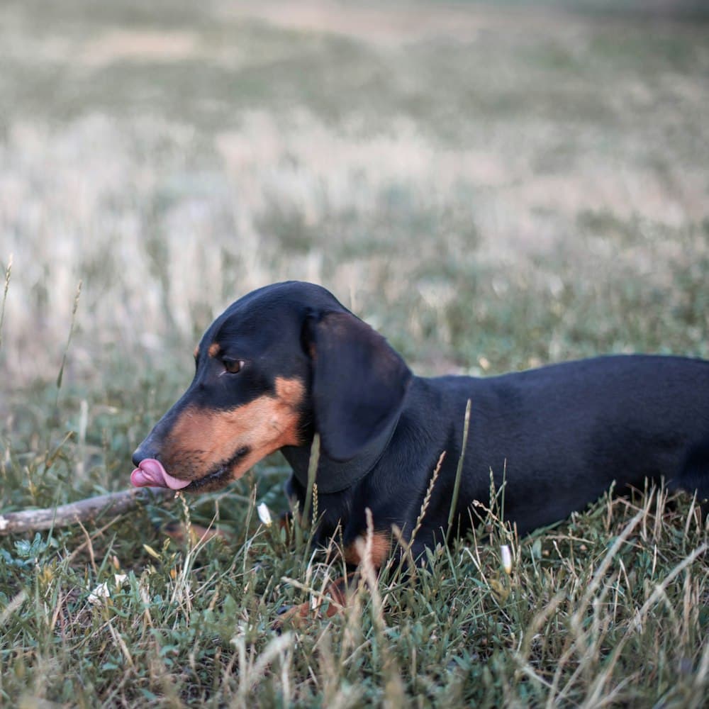 Dachshund lying in tall grass with a stick