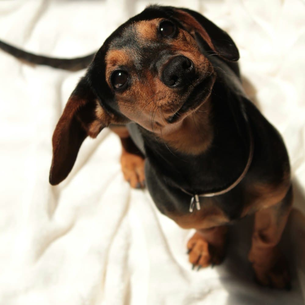 Dachshund puppy looking up at the camera