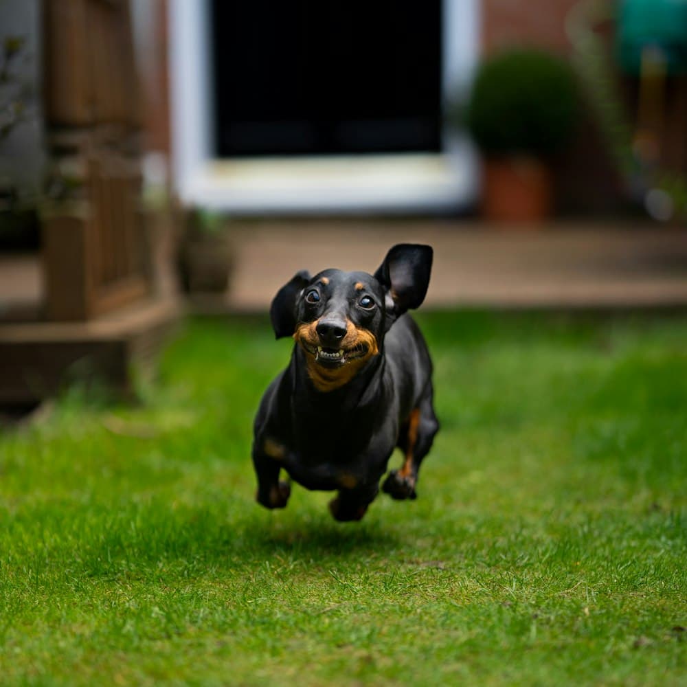 Dachshund running across a lawn