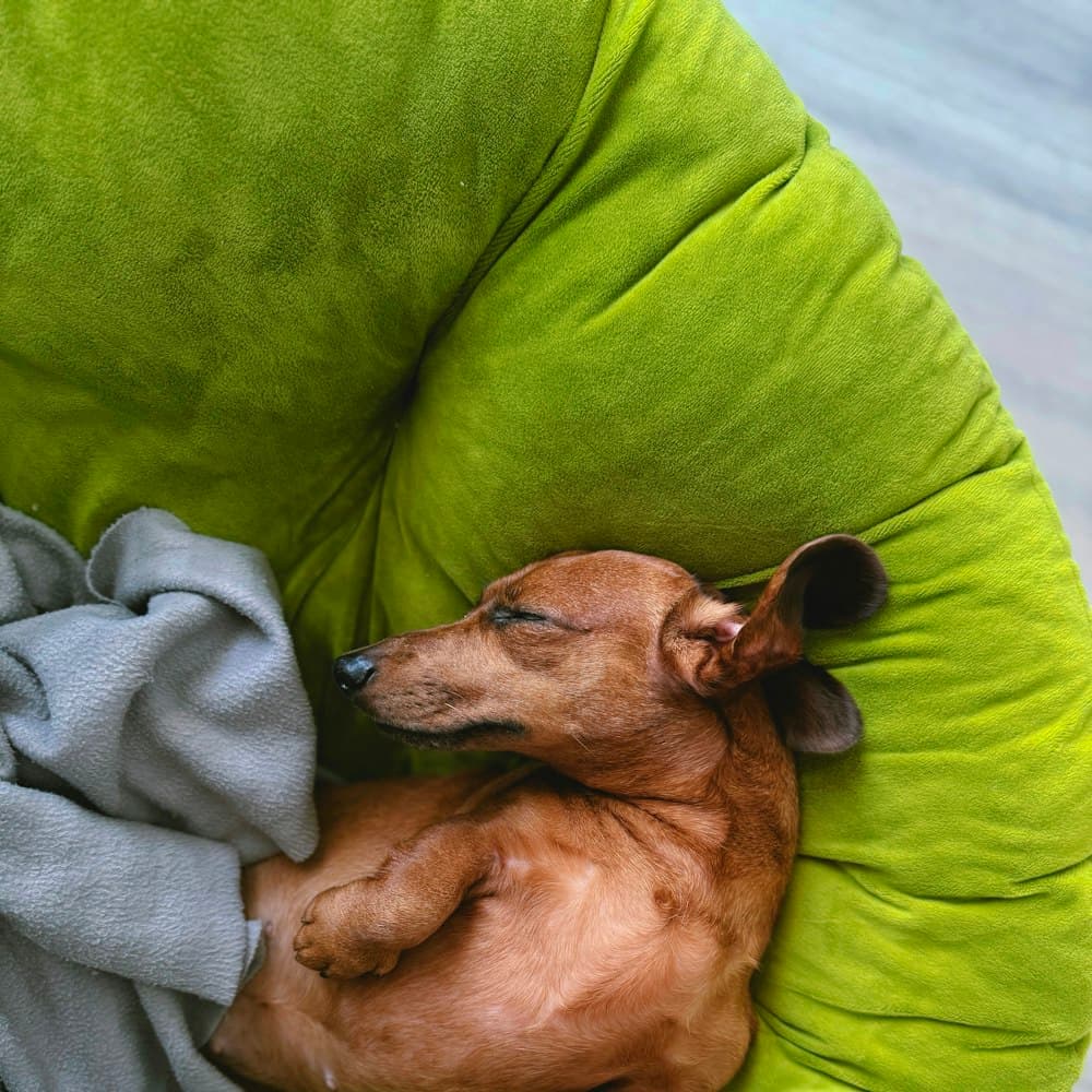 Dachshund curled up asleep on a green cushion