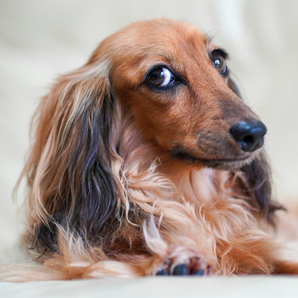Long-haired dachshund close-up portrait