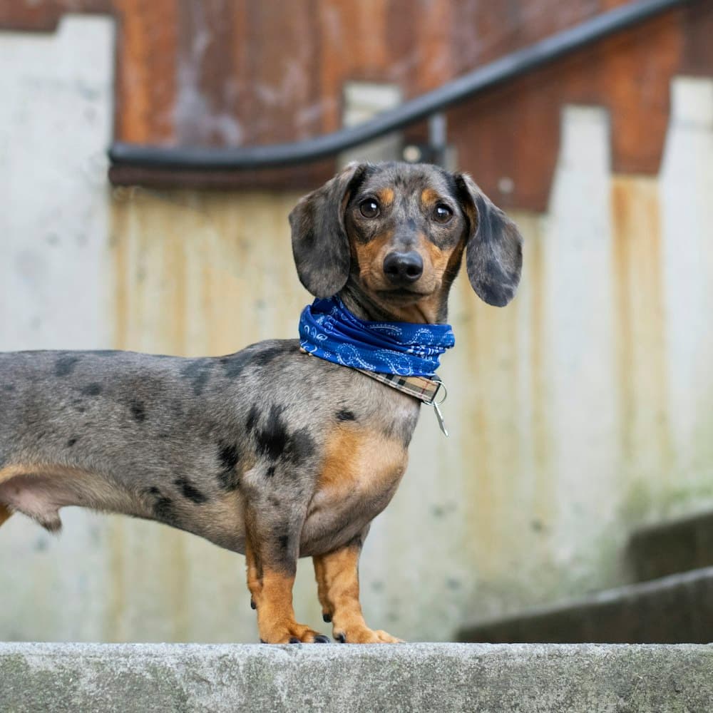 Dachshund wearing a bandana standing on a wall