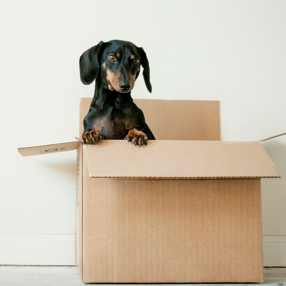 Dachshund puppy peeking out of a cardboard box