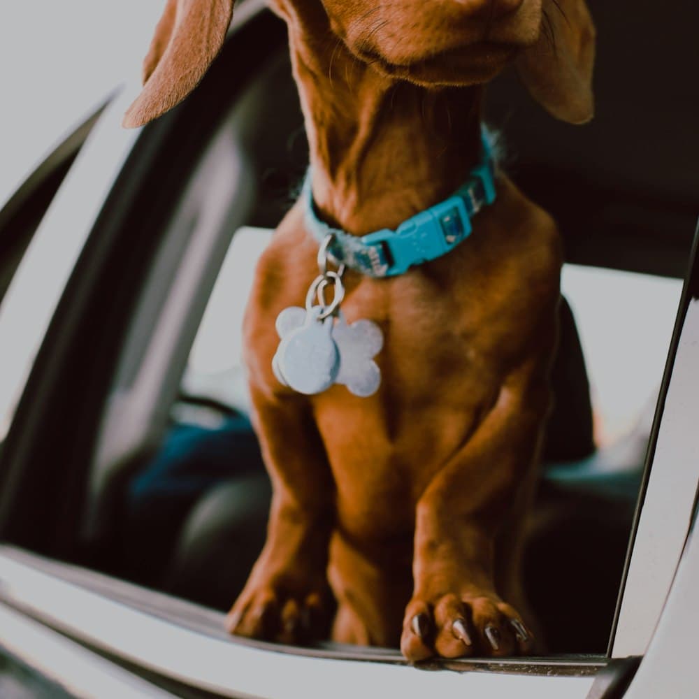Dachshund wearing a collar with tags in a car