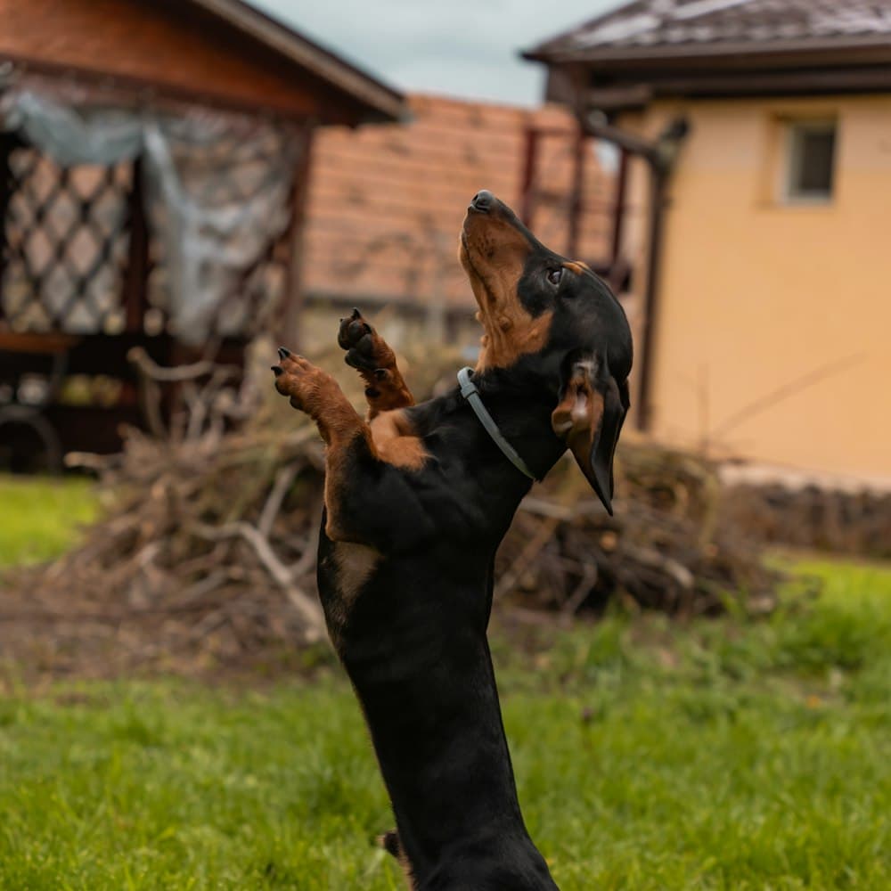 Dachshund jumping up outdoors