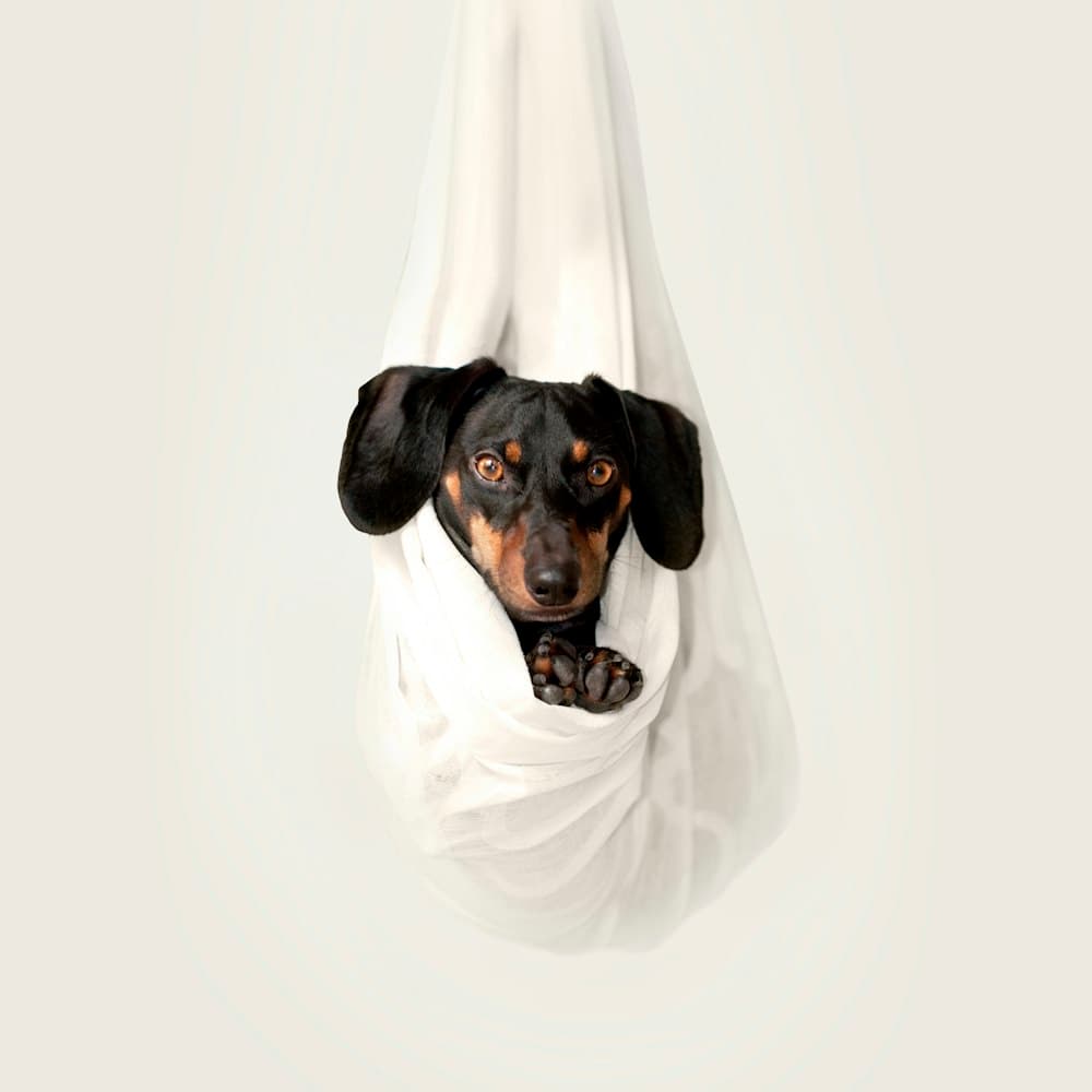 Dachshund resting on white hanging fabric
