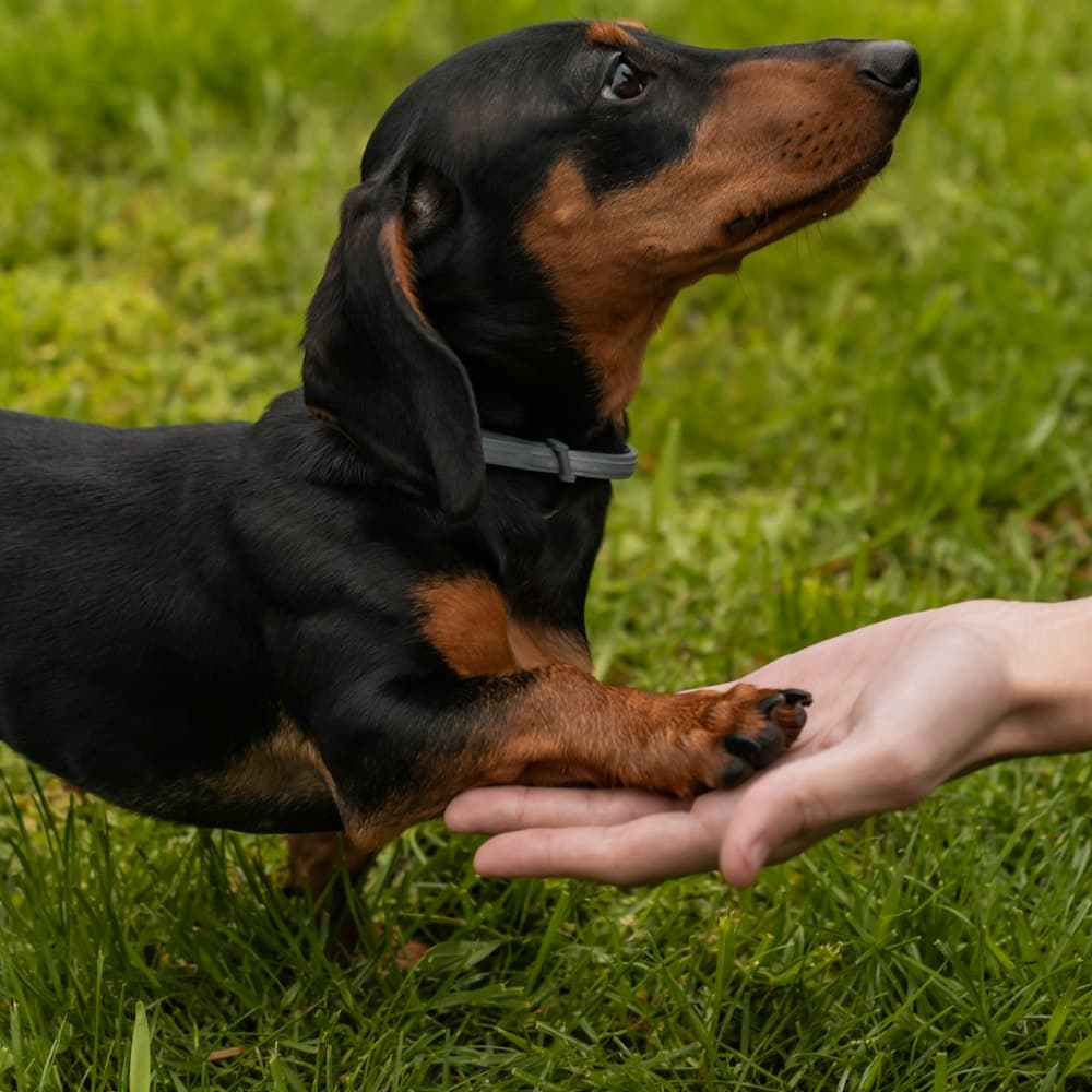 Dachshund jumping to catch a frisbee
