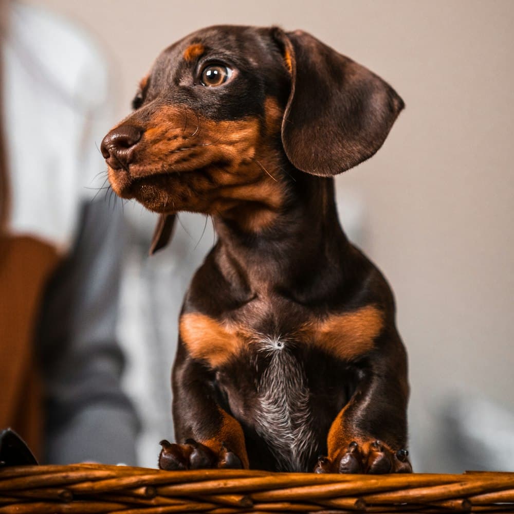 Black and brown dachshund puppy portrait
