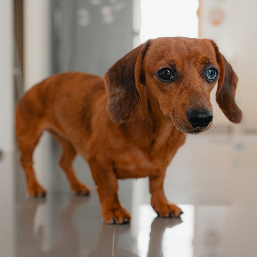 Dachshund shaking hands with its owner