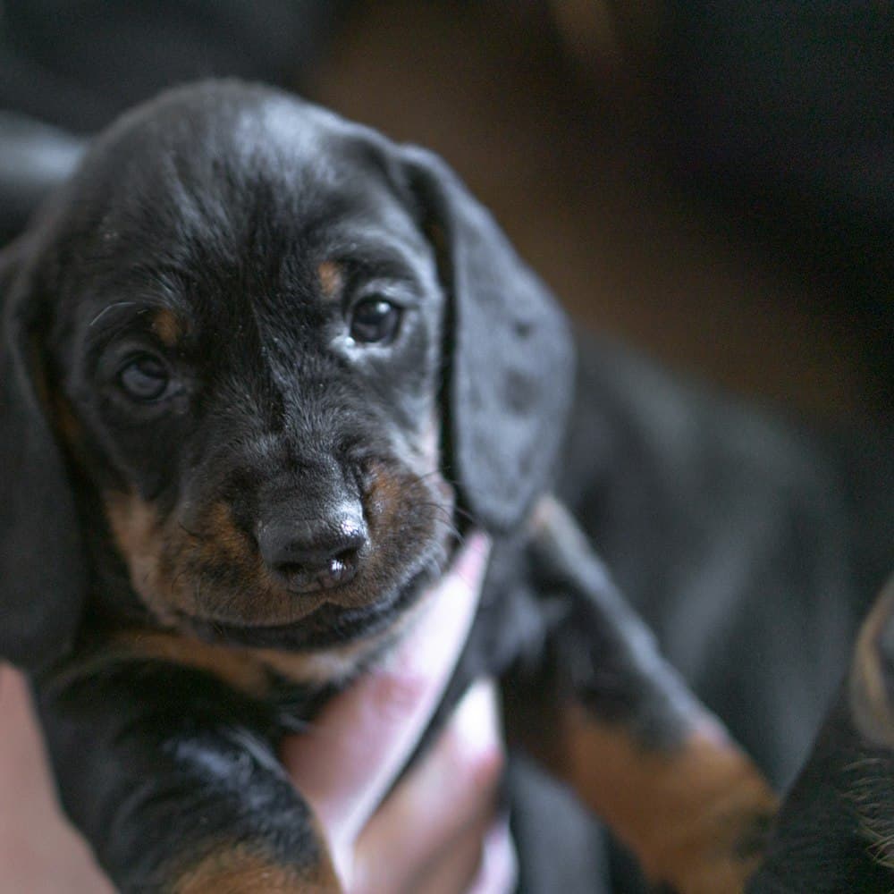 Brown dachshund puppy indoors looking at camera
