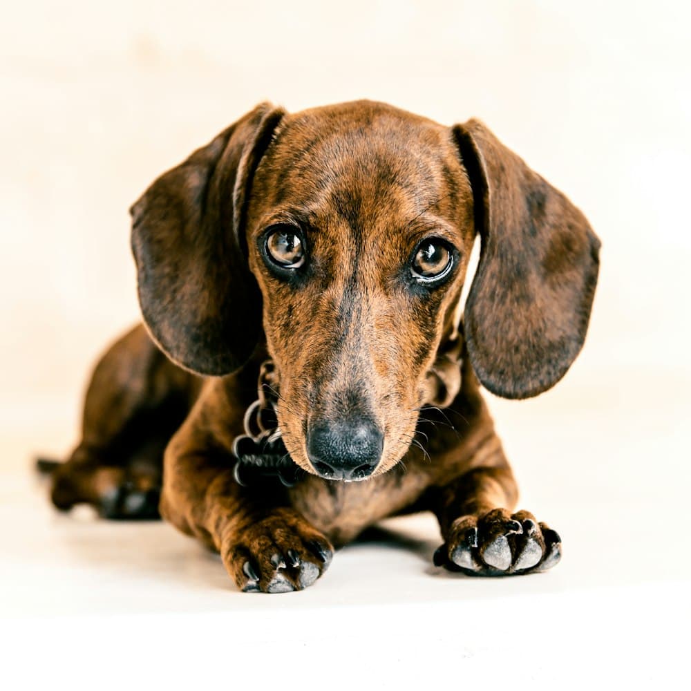Brown dachshund puppy lying on a white floor