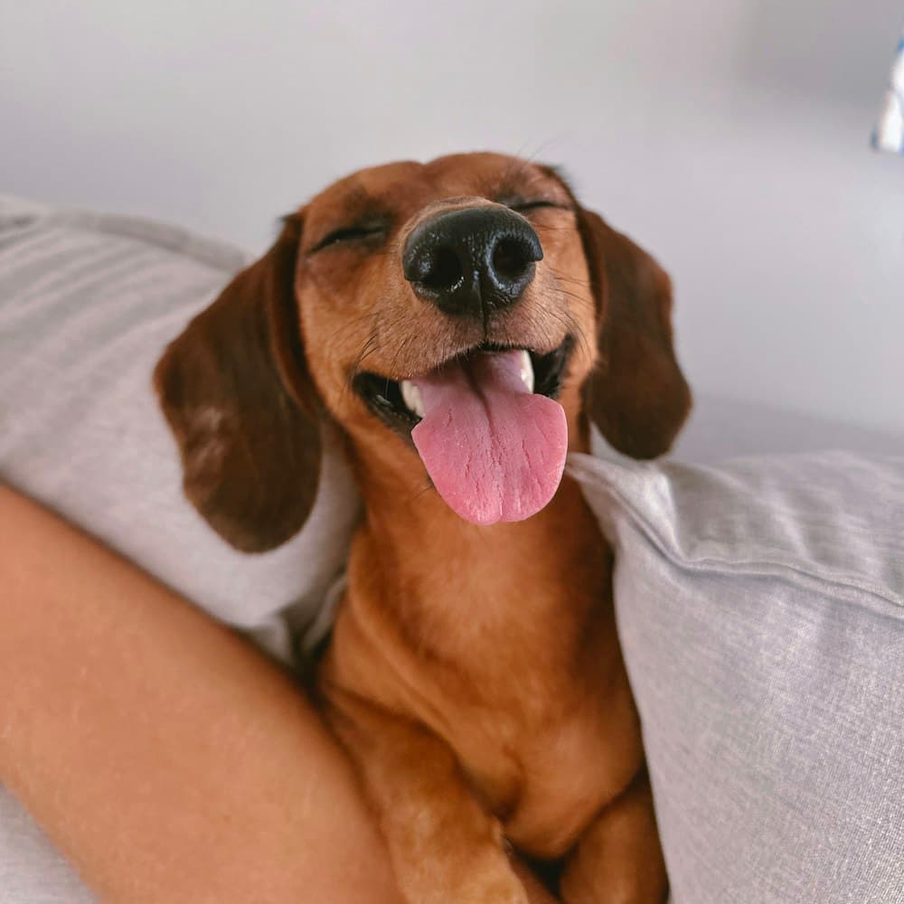 Black and tan dachshund puppy close-up