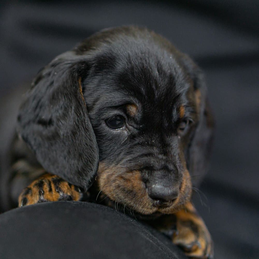 Dachshund puppy mid-jump against a plain background