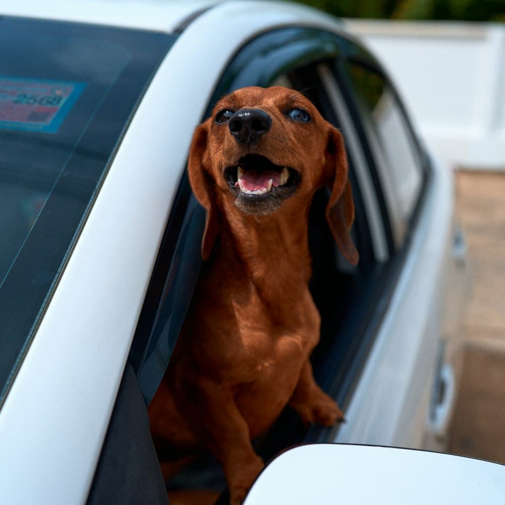 Dachshund with head out of a car window