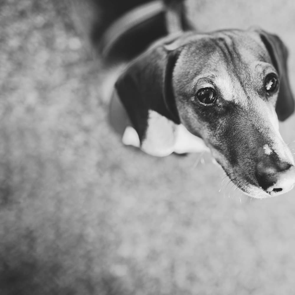Black and white portrait of a dachshund puppy