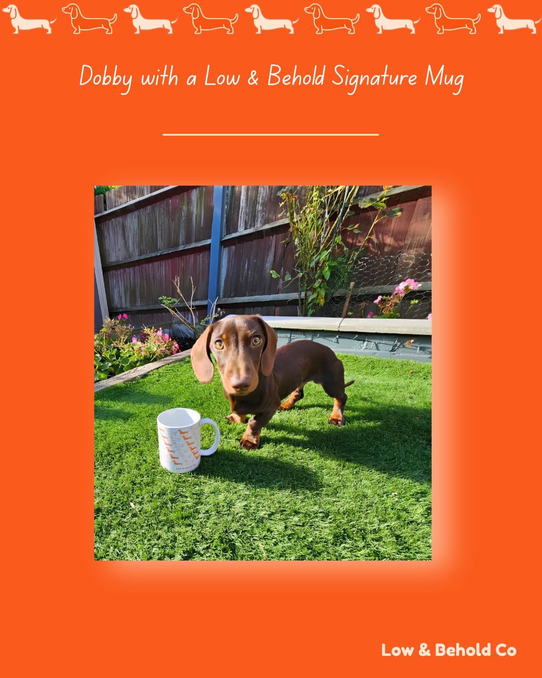 Dobby the dachshund with a Low & Behold Signature Mug on the lawn