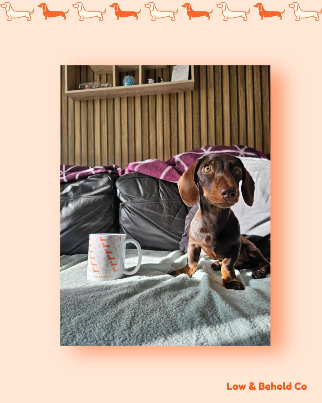 Dobby the dachshund on the sofa next to a Low & Behold Signature Mug