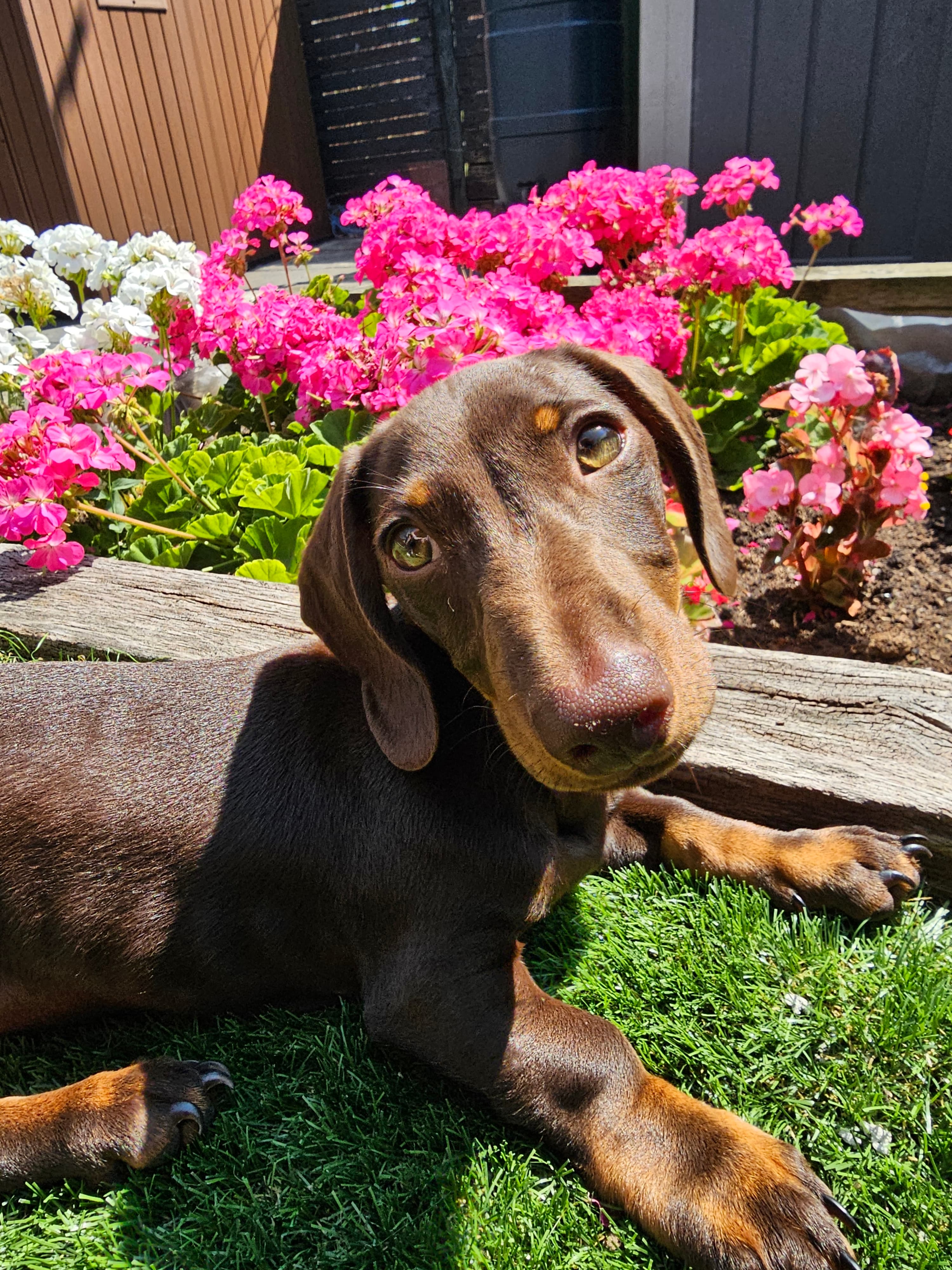 Dobby's dog