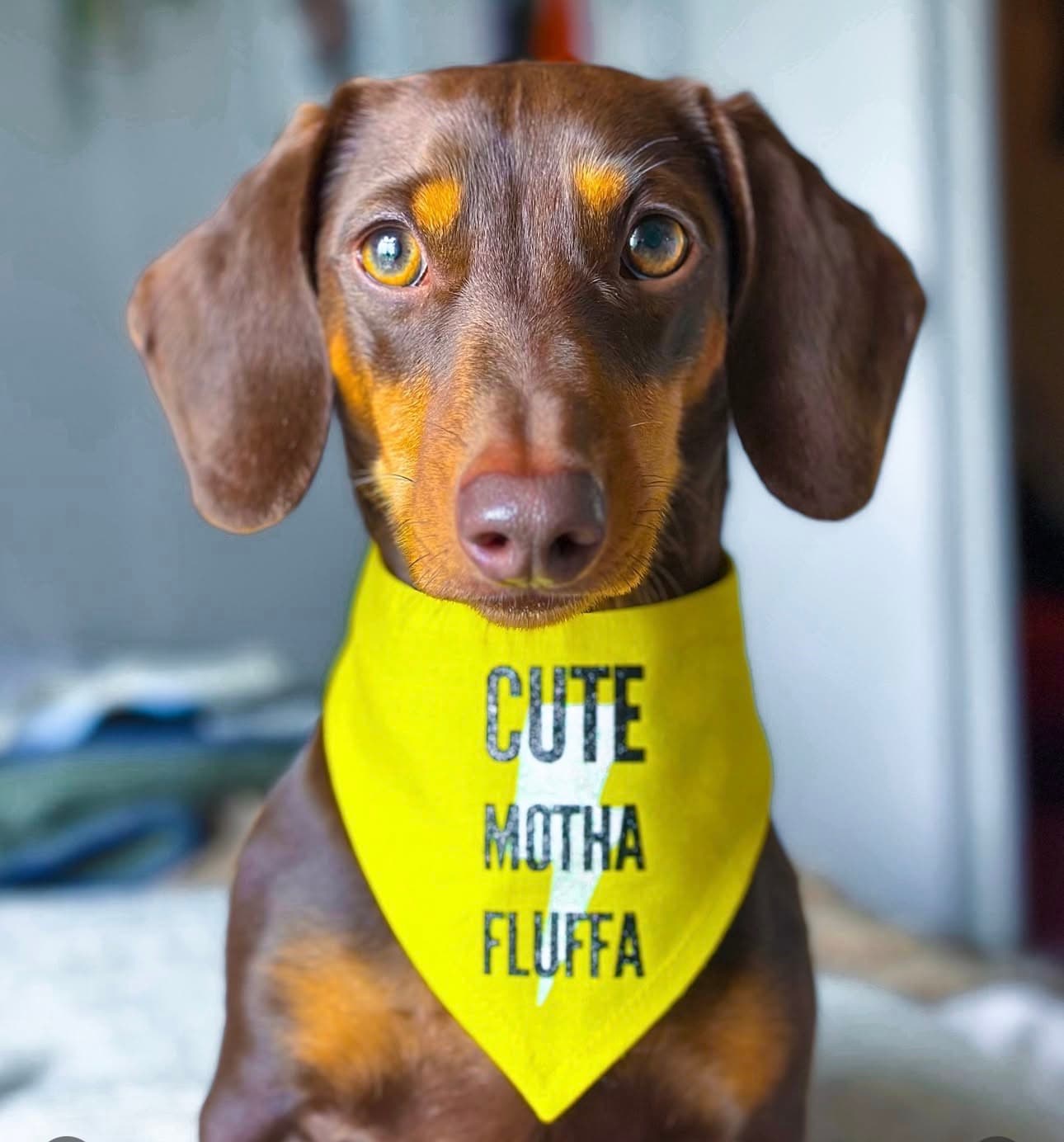 Frankie's dog