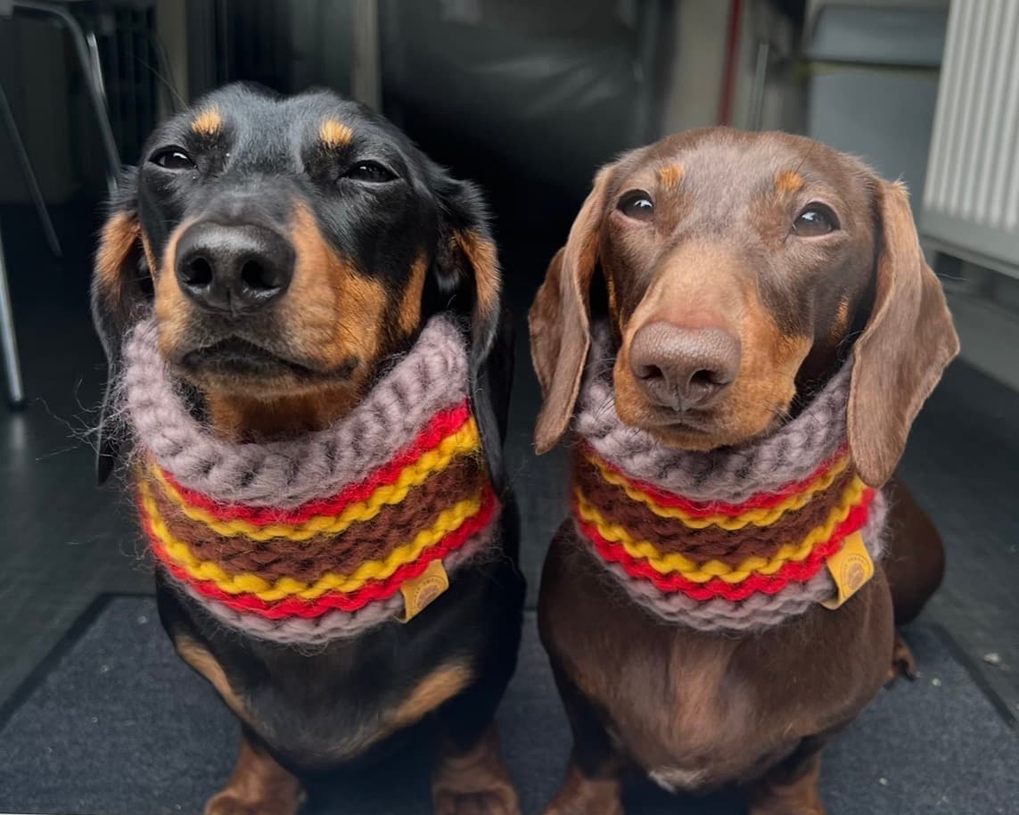 Bert and Ivy's dog